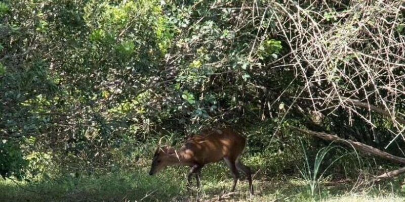 anuradhapura-wilpattu-national-park-day-trip-with-entrance