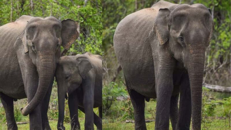 Anuradhapura: Wilpattu Safari, Kalu Diya Pokuna & Mihintale - The Wilpattu Safari: A Wild Start