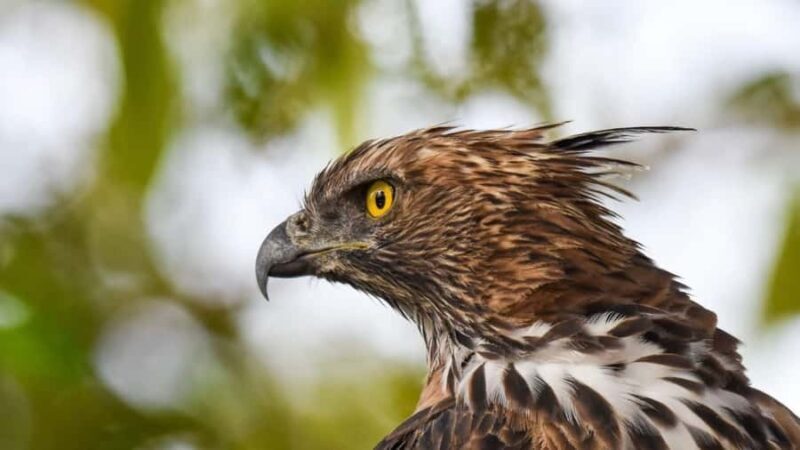 Anuradhapura: Wilpattu Safari, Kalu Diya Pokuna & Mihintale - Discovering Kalu Diya Pokuna: A Peaceful Retreat