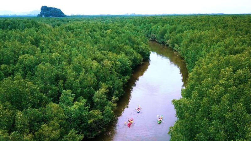 ao-nang-kayak-tour-in-krabi-mangrove-forest-with-lunch