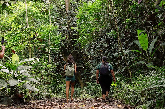 AOA Polynesian Forests - Hiking Sanctuary Biodiversity Tahiti - What’s Included and What to Consider