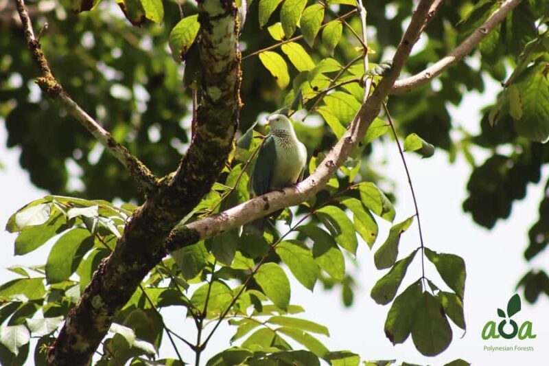 AOA Polynesian Forests - Tahiti Biodiversity Sanctuary Hike - Discovering Tahiti’s Hidden Natural Gem: The AOA Polynesian Forests - Tahiti Biodiversity Sanctuary Hike