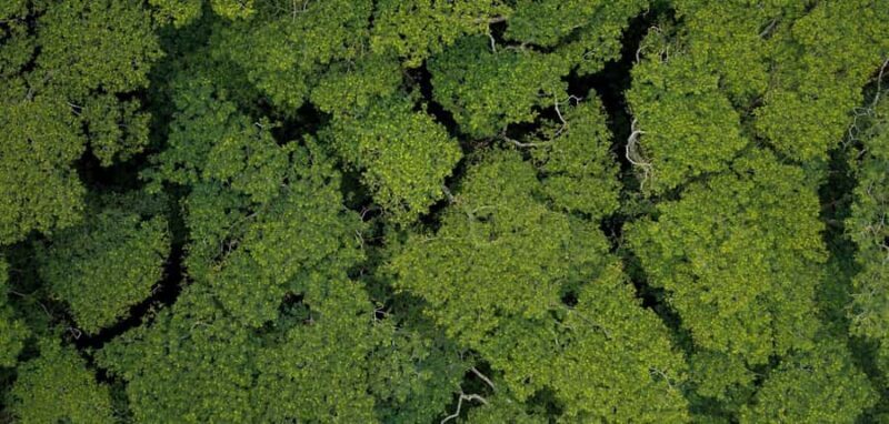 AOA Polynesian Forests - Tahiti Biodiversity Sanctuary Hike - Key Points