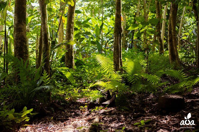 AOA Polynesian Forests - Tahiti Nature Immersion Day - What is the AOA Polynesian Forests - Tahiti Nature Immersion Day?