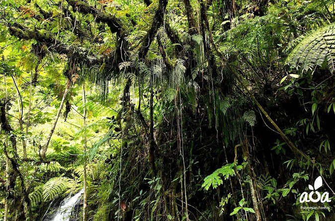 AOA Polynesian Forests - Tahiti Nature Immersion Day - Practical Details