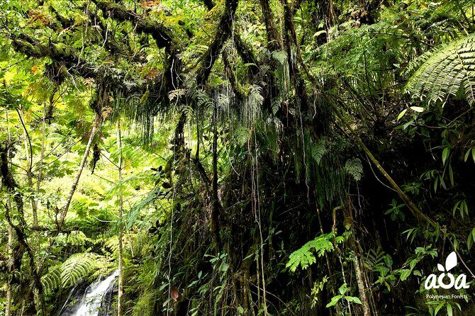 AOA Polynesian Forests - Tahiti Nature Immersion Day - The Experience from Reviews