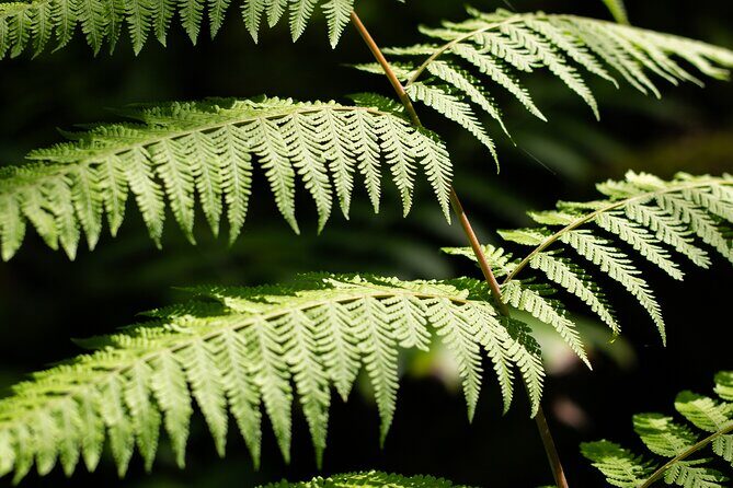 AOA Polynesian Forests - Tahiti Nature Immersion Day - Who Will Love This Tour?