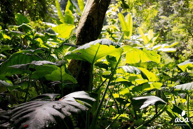 AOA Polynesian Forests - Tahiti Nature Immersion Day - Final Thoughts