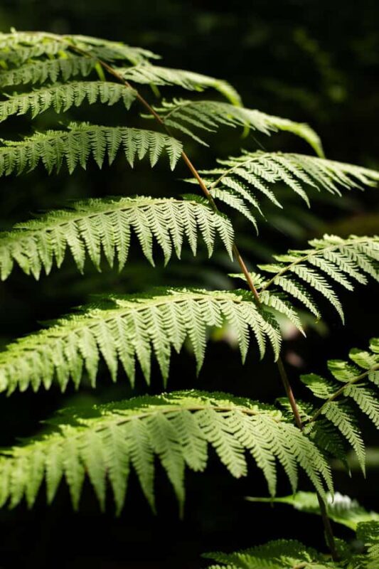 AOA Polynesian Forests - Tahiti Nature Immersion Day - A Deep Dive into the Polynesian Forests Experience