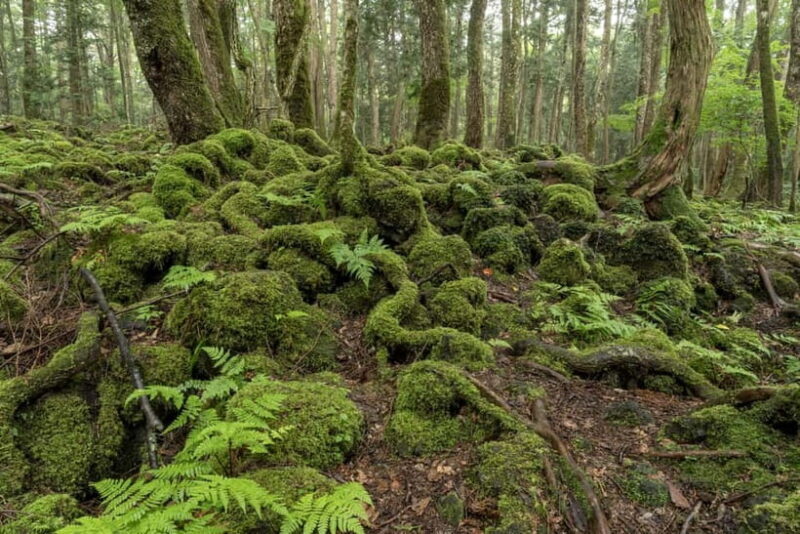 Aokigahara Forest: Private Guided Tour with Mt.Fuji view - Key Points