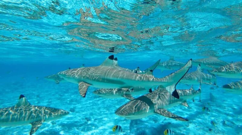 Apetahi day trip around Raiatea on a modern outrigger canoe - Exploring Raiatea with the Apetahi Day Trip on a Modern Outrigger Canoe