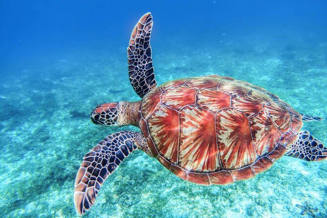 "Aphrodite I Cruises" trip to Blue Lagoon & Turtle Cove - FAQ