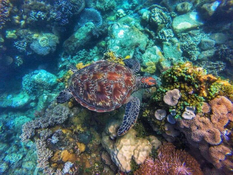 Apo Island Wonders: Snorkel with Sea Turtles in Dumaguete - Coral Reefs and Marine Life