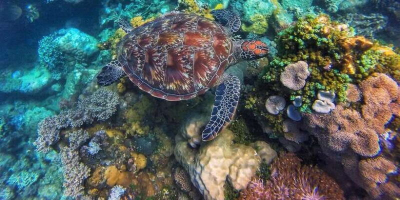 Apo Island Wonders: Snorkel with Sea Turtles in Dumaguete - Authenticity and Eco-Consciousness