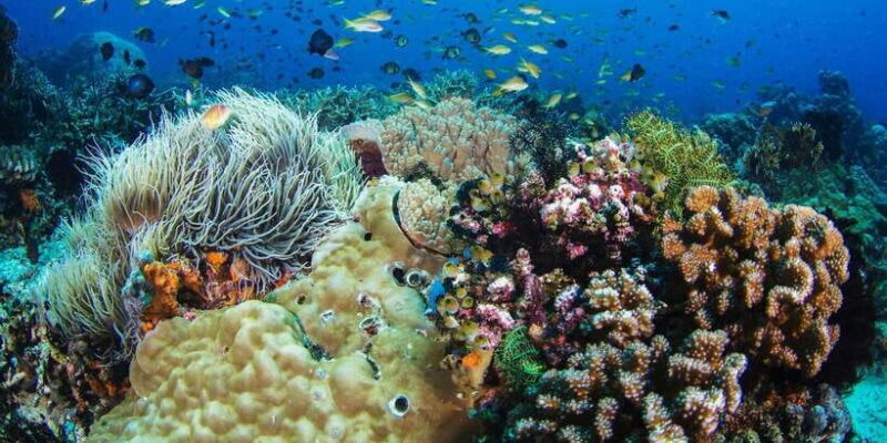 Apo Island Wonders: Snorkel with Sea Turtles in Dumaguete - Who Will Love This Tour?