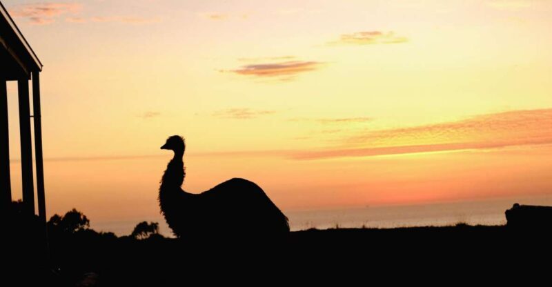Apollo Bay: Dusk Discovery Great Ocean Road Wildlife Tour - Key Points