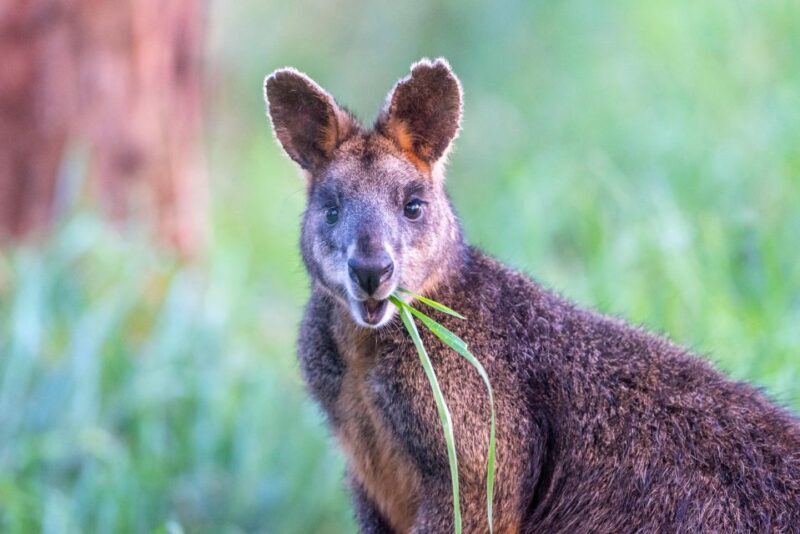 Apollo Bay: Dusk Discovery Great Ocean Road Wildlife Tour - Who Will Love This Tour?