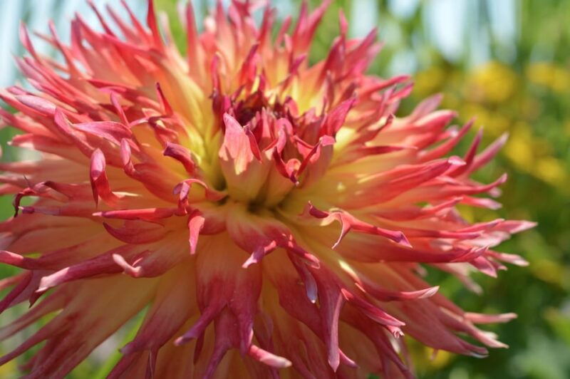 appeltern-flower-park-appeltern-entry-ticket