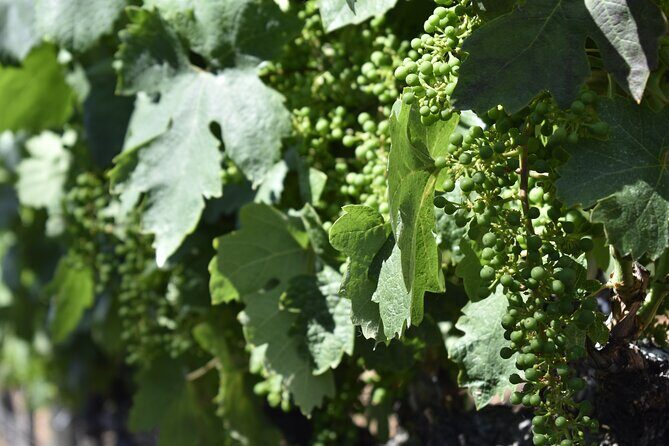 Apple Hill Wine Tasting Tours And Placerville wine tasting tours - The Flexibility of a Private, Customizable Experience