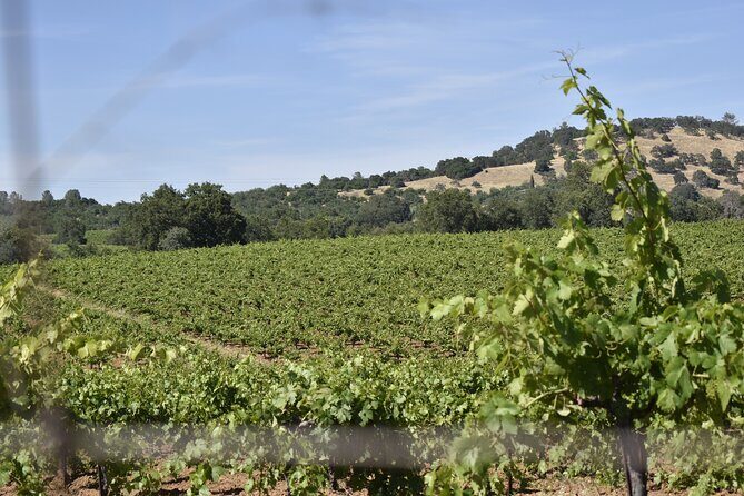 Apple Hill Wine Tasting Tours And Placerville wine tasting tours - COVID-19 Safety Measures