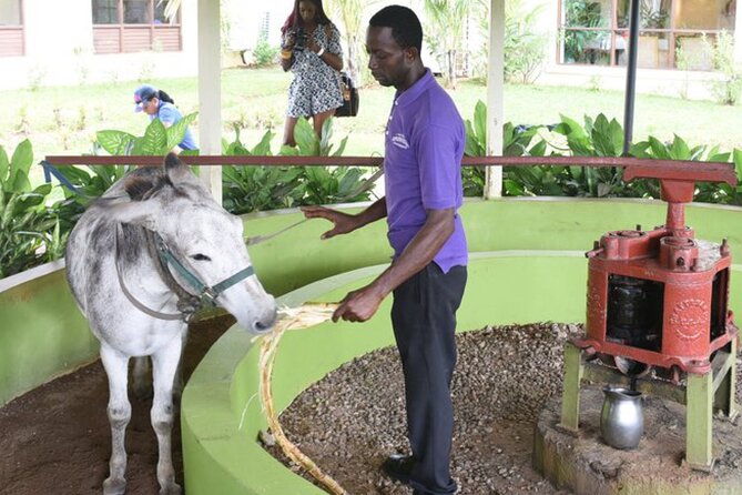 appleton-estate-rum-factory-and-ys-falls-inclusive-tours-from-montego-bay