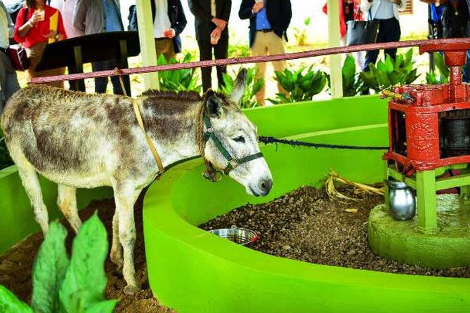 appleton-estate-rum-factory-and-ys-falls-inclusive-tours-from-montego-bay