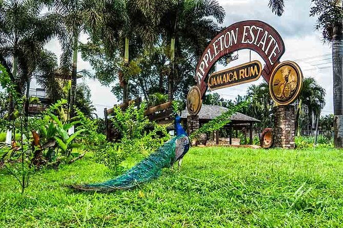 appleton-estate-rum-private-tour-3