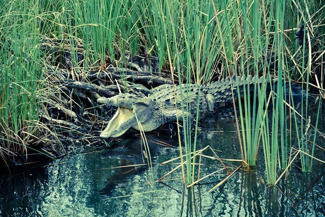 appleton-estate-rum-with-ys-falls-and-black-river-private-tour