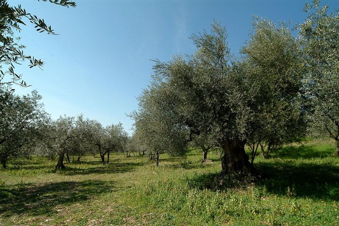 apprentice-olive-oil-taster-for-a-day-2