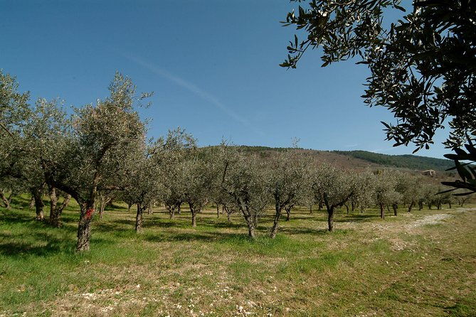 apprentice-olive-oil-taster-for-a-day-2