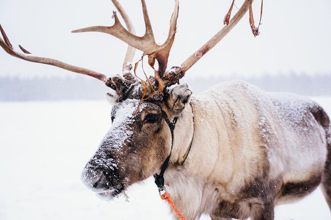 apukka-reindeer-journey-2