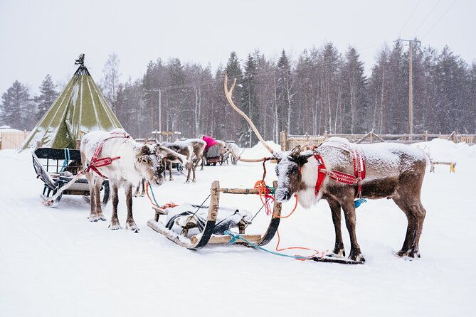 apukka-reindeer-journey-2