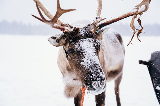 apukka-reindeer-journey-2