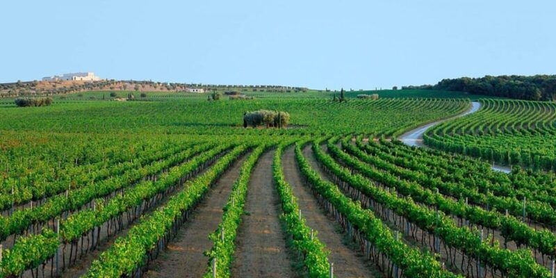 apulia-guided-vineyard-tour-with-wine-tasting