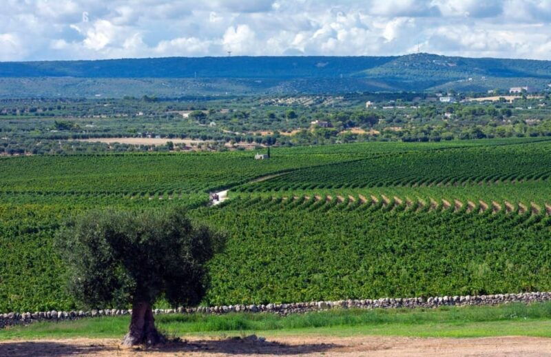 apulia-guided-vineyard-tour-with-wine-tasting