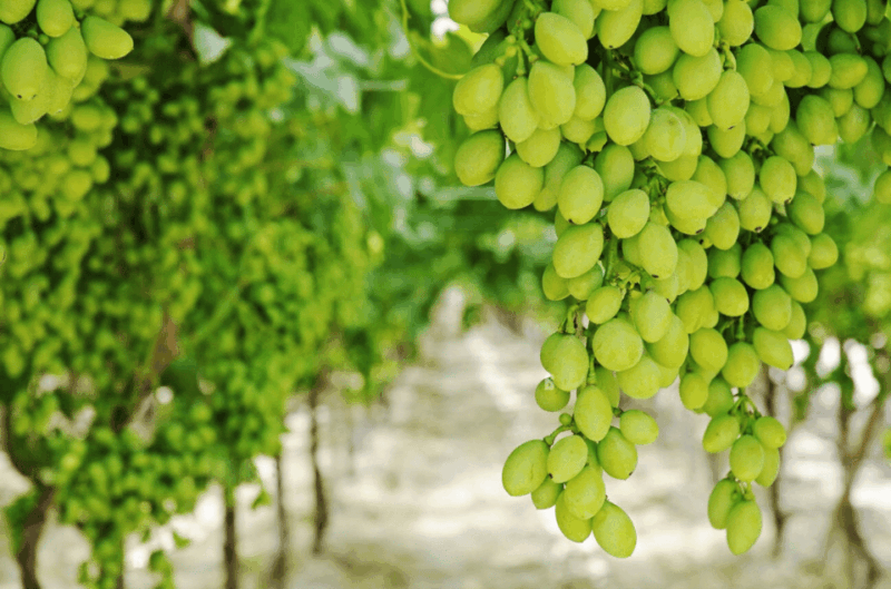 apulia-guided-vineyard-tour-with-wine-tasting