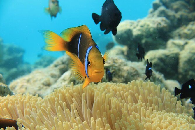 Aqua Safari Introductory Helmet Dive (Underwater Walk) - FAQ