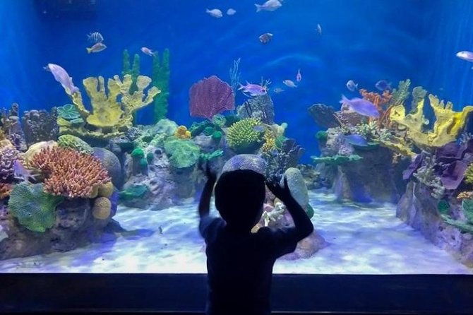 aquario-small-group-guided-tour-with-entrance-and-transfer