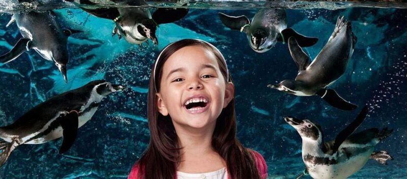 aquarium-of-cattolica-entry-ticket