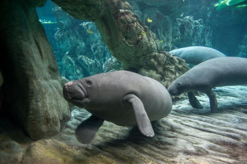 aquarium-of-genoa-focaccia