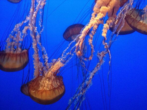 aquarium-of-the-bay-general-admission-ticket-2