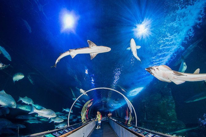 aquarium-of-the-bay-general-admission-ticket-2