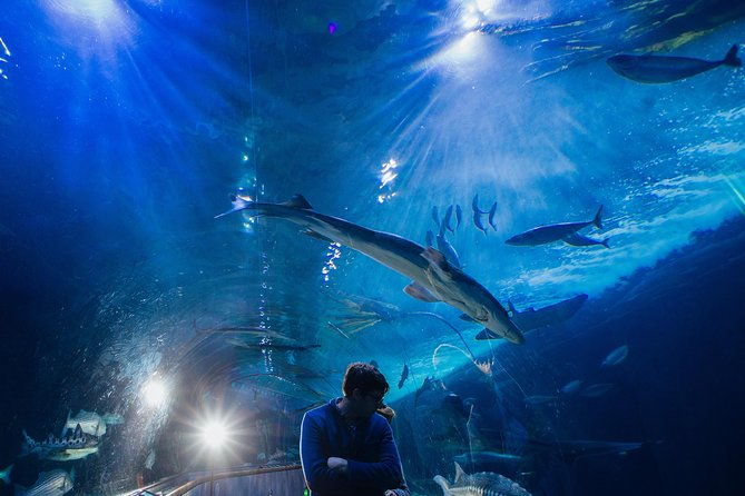 aquarium-of-the-bay-general-admission-ticket-2