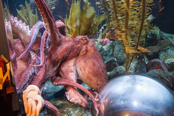 aquarium-of-the-bay-general-admission-ticket-2