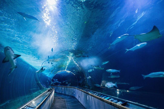 aquarium-of-the-bay-general-admission-ticket-2