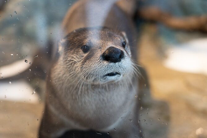 aquarium-of-the-bay-vip-experience