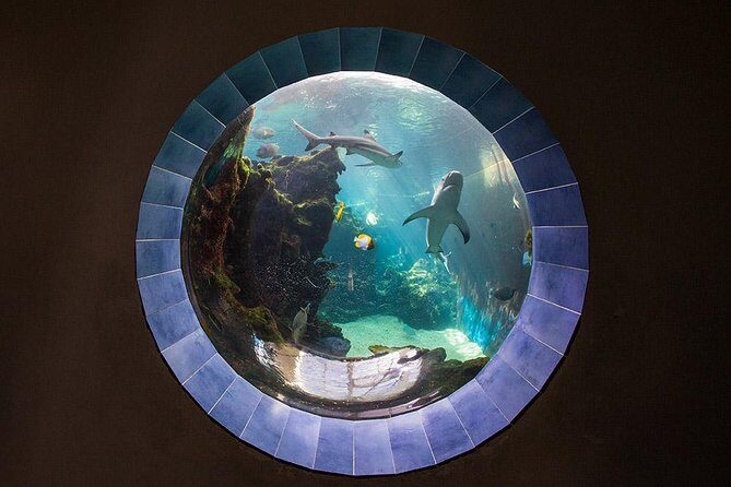 Aquarium Package in Nouméa's with Admission with Hop-on Hop-Off - An In-Depth Look at the Aquarium Experience