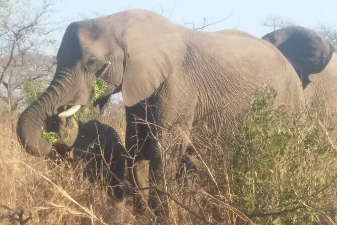 Aquila big five safari with transport, lunch Exclusive park fee. - Frequently Asked Questions