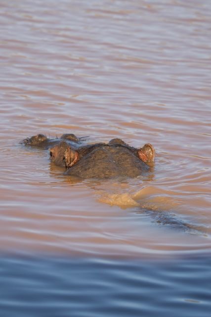 Aquila Game Reserve: Afternoon Safari - What Makes This Tour Stand Out?