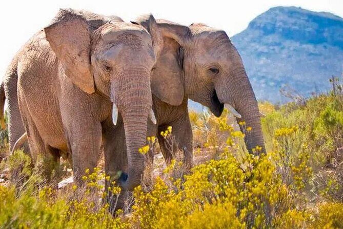 Aquila Game Reserve Big 5 Safari with Wine Tasting and Lunch - The Journey Begins: From Cape Town to the Wild